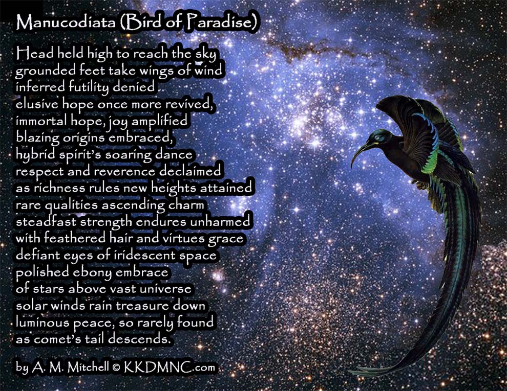 Manucodiata (Bird of Paradise) Head held high to reach the sky grounded feet take wings of wind inferred futility denied elusive hope once more revived, immortal hope, joy amplified blazing origins embraced, hybrid spirit’s soaring dance respect and reverence declaimed as richness rules new heights attained rare qualities ascending charm steadfast strength endures unharmed with feathered hair and virtues grace defiant eyes of iridescent space polished ebony embrace of stars above vast universe solar winds rain treasure down luminous peace, so rarely found as comet’s tail descends. by A. M. Mitchell © KKDMNC.com